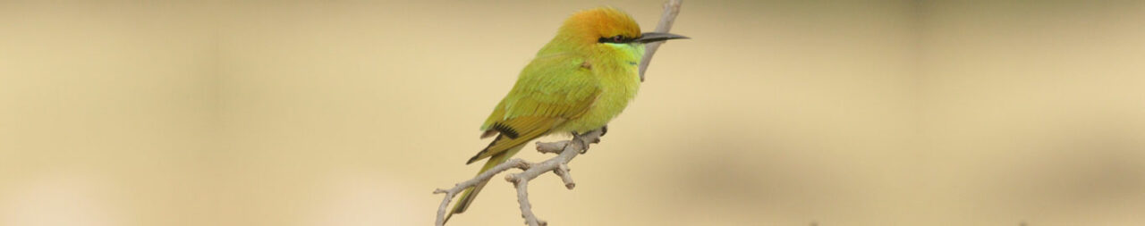 pench-national-park-blog1