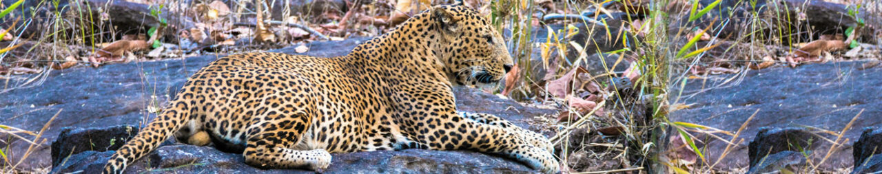 satpura-national-park-blog1