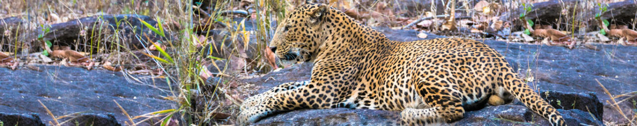 satpura-national-park-blog2