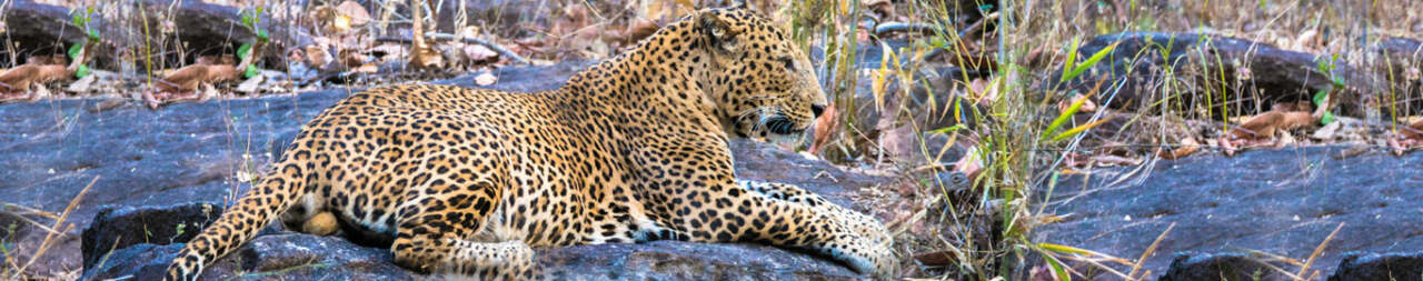 satpura-national-park-blog3