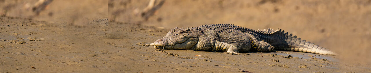sundarban-national-parkblog