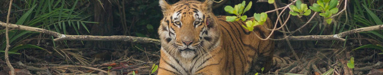 sunderban-wildlifeblog