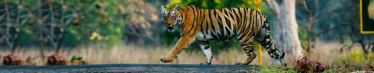 tadoba-national-park-blog1