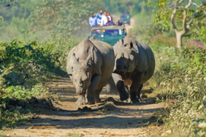 Kaziranga National Park