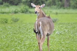 Nilgai