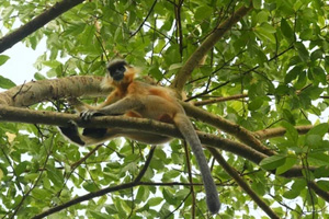 Panbari Forest Reserve