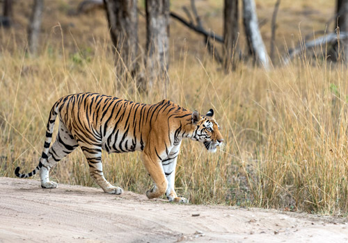 Tiger in kanha National Park