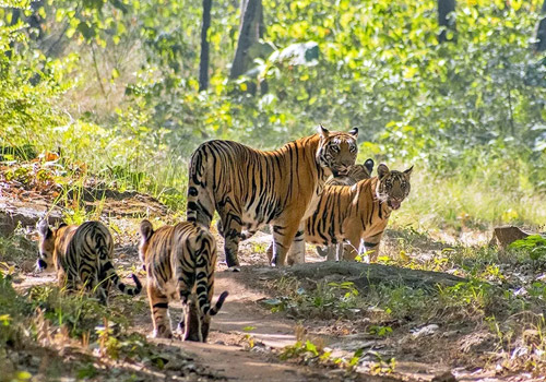 Satpura National Park