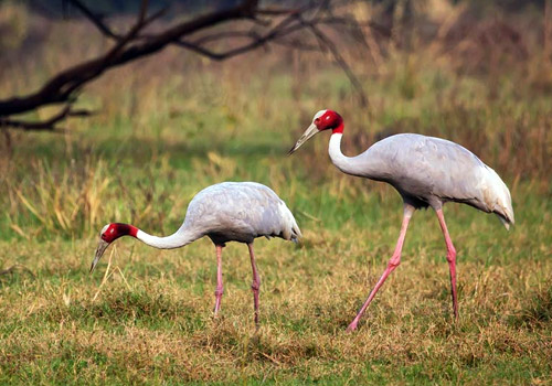 keoladeo national park