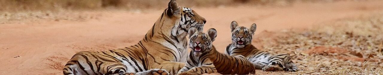 Bandhavgarh National Park