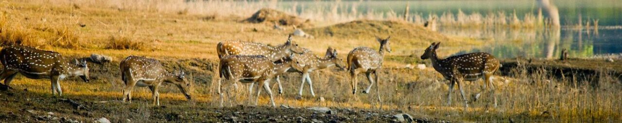 Conservation-History-of-pench-National-Park