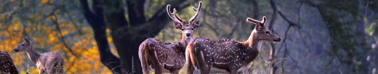 Flora-and-Majestic-Fauna-of-Jim-Corbett-National-Park