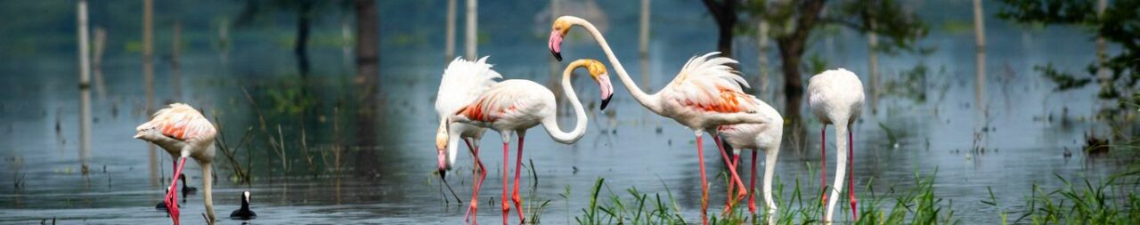 Keoladeo-National-Park