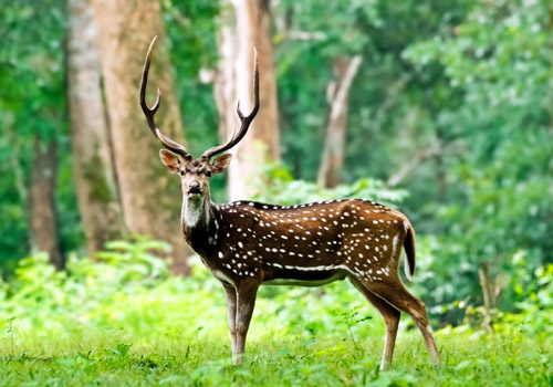 Mudumalai-National-Park