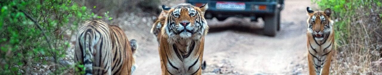 Safari-Delights-in-Jim-Corbett-National-Park-for-Wild-Encounters