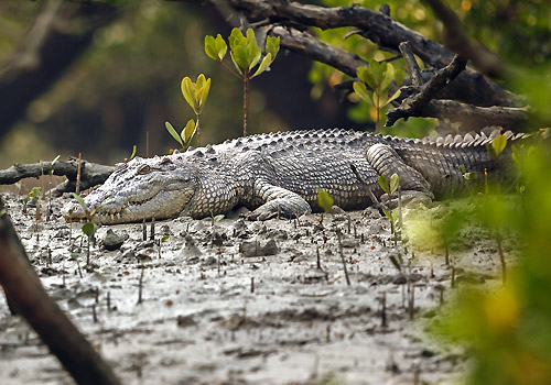 Sundarbans-National-Park