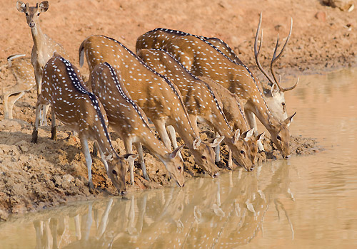 Tadoba-National-Park