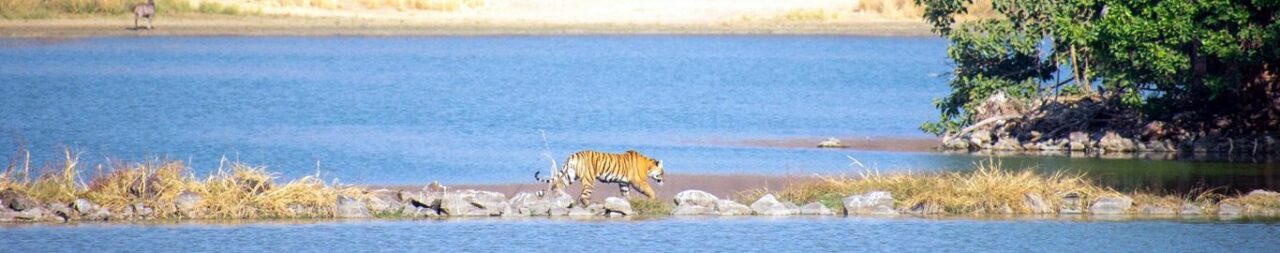 Popular-Flora-and-Fauna-in-Panna-National-Park