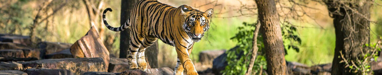 places-to-visit-on-near-ranthambore-national-park